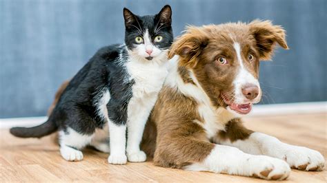 vegan dogs  cats study finds  pet owners  feeding