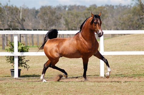 arabian horse breed information history  pictures