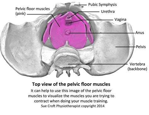 5 step plan for managing your prolapse step 3 pelvic floor muscle