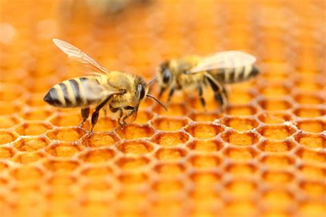 Male Honey Bees Temporarily Blind Queens With Their Semen So They Can T