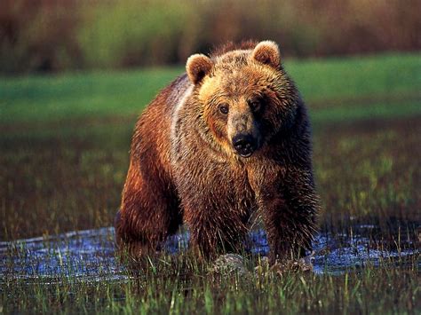wild life animal grizzly bear  active animal