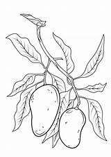 Colorir Desenhos Mangga Buah Mewarnai Frutas Mangas Malvorlagen Obst Buahan Fruits Supercoloring Tuberculos Blackberry Kidipage sketch template