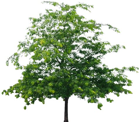 tree png file png mart