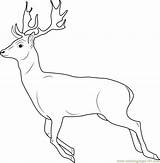 Rusa Coloring Gambar Deer Putih Hitam Sketsa Mewarnai Tailed Putri Dunia Putra Designlooter sketch template