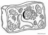 Cells Unlabeled sketch template