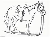 Arabian Horse Coloring Pages Getcolorings Color Horses sketch template