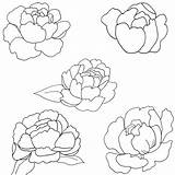 Peony Patterns Coloring Pages Reviews sketch template