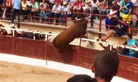 raging bull chases spectator over bullfight ring fence