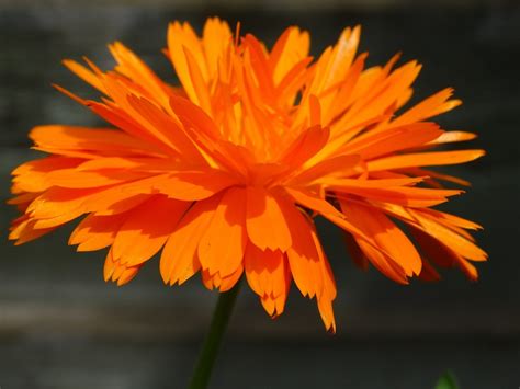 orange flower nature  photo  pixabay pixabay