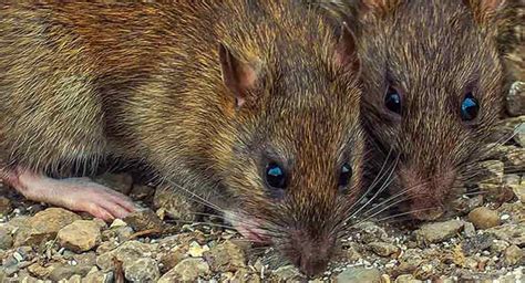 How Much Is Pest Control For Rats Uk Pest Control