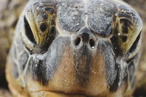 wallpaper id  closeup    turtle face turtle face