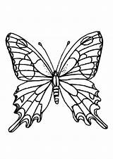 Schmetterling Ausmalbilder Pages Swallowtail sketch template