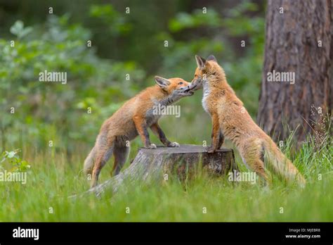 fox foxes playing  res stock photography  images alamy