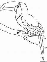 Toucan Coloring Pages Bird Drawing Printable Kids Wild Line Color Drawings Print Birds Animal Sketch Animals Colouring Outline Toucans Clip sketch template