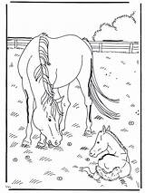 Horse Foal Coloring Pages Horses Pferd Und Adult Hester Fohlen Foals Fargelegg Colouring Funnycoloring Animal Outline Au Choose Board sketch template