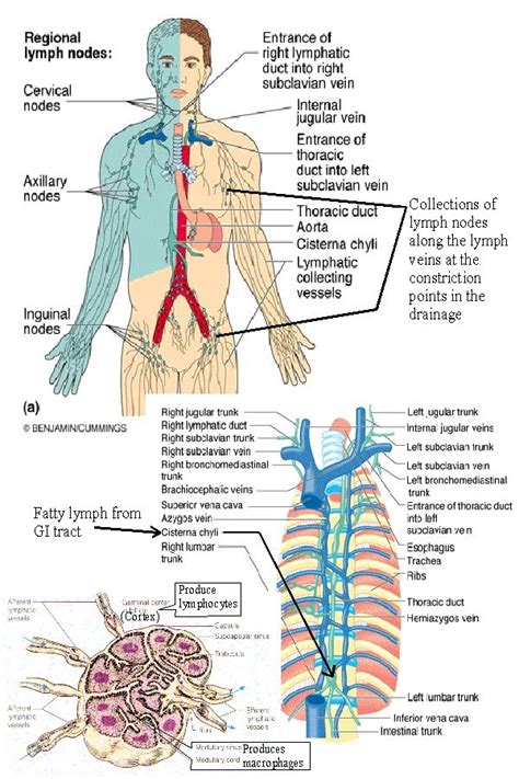 point  view lymphatic system