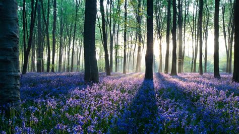 dawn  forest wallpapers hd wallpapers id
