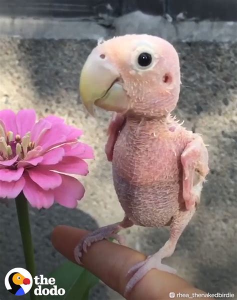 this bird lost all her feathers when she got sick — but she has the best mom now and can t stop