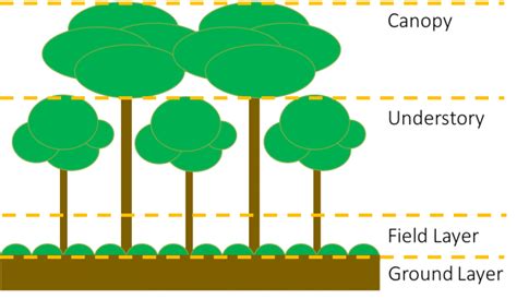 short term ecological effects learning   leaves