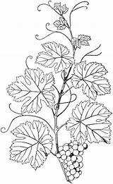 Vine Natural Branch Coloring Etc Branches Patterns Pages Usf Edu Drawing Clipart Colouring Pyrography Original Large sketch template