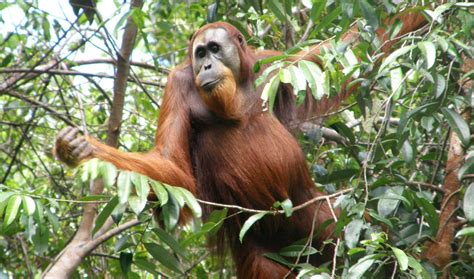 Isolated Male Orangutans Travel Far To Mate The New York Times