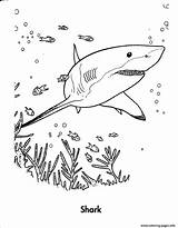 Coloring Shark Pages Sea Printable Print Color sketch template