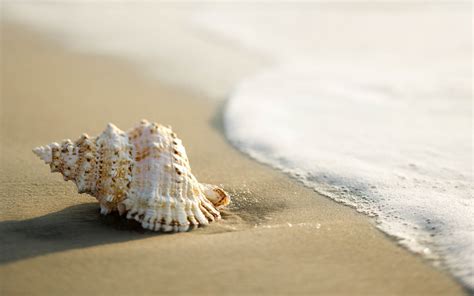 hd wallpapers pictures  shells   beach