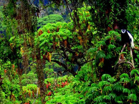 east african montane forests  earth