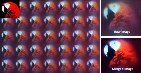 biologically inspired ultrathin arrayed camera captures super resolution images infenety