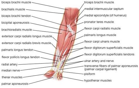 Anterior Forearm Muscles Climbing Pinterest Forearm Muscles