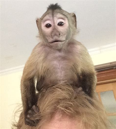 story  cooper  rehomed capuchin primate care
