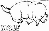 Mole Coloring Pages Print Animal Realistic sketch template