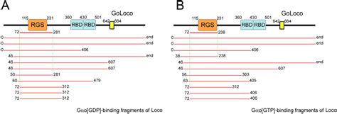 Drosophila Goloco Protein Pins Is A Target Of Gαo Mediated G Protein
