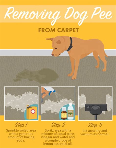 removing dog pee  carpets stain removal dogtips