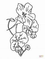 Nasturtium Cress Indian Coloring Pages Printable Tropaeolum Flowers Clipart Flower Drawing Drawings Color Category sketch template