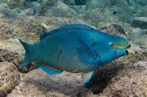 How to sex parrot fish