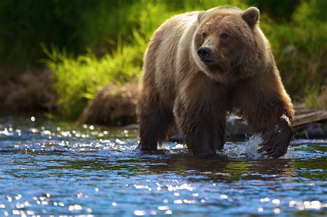 animals bears river wallpapers hd desktop  mobile backgrounds