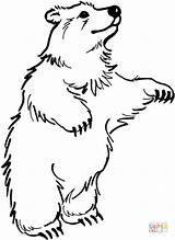 Colorare Disegni Bear Orso Piedi Bears sketch template