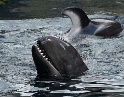 killer whales eating