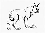 Coloring Caracal Pages Clipart Popular Library Sketch sketch template