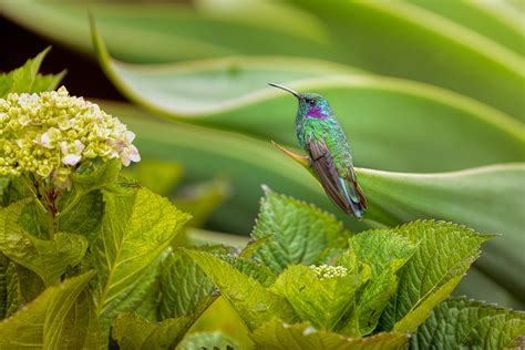 kolibri foto bild tiere wildlife wild lebende voegel bilder auf fotocommunity
