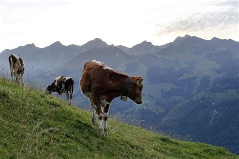 swiss farmers baffled as herd of cows leaps to death from