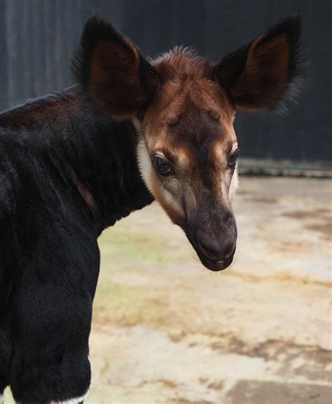 met uitsterven bedreigde okapi geboren  beekse bergen foto adnl