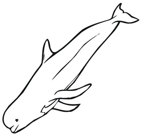 coloring pages beluga whale printable  kids adults