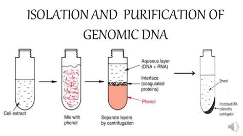 isolation  purification  genomic dna youtube
