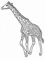 Giraffe Coloring Clipart Clip 1024 sketch template