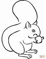 Squirrel Coloring Acorn Cartoon Drawing Pages Squirrels Eating Outline Printable Clipart Cute Getdrawings Baby Clip Colouring Colour sketch template