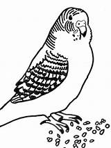 Parakeet Seed sketch template