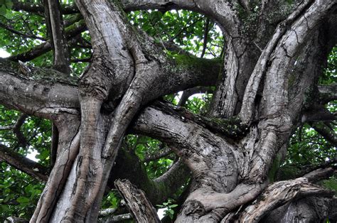 picture intertwined branches large tree