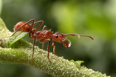 ants   rescue  moment  science indiana public media